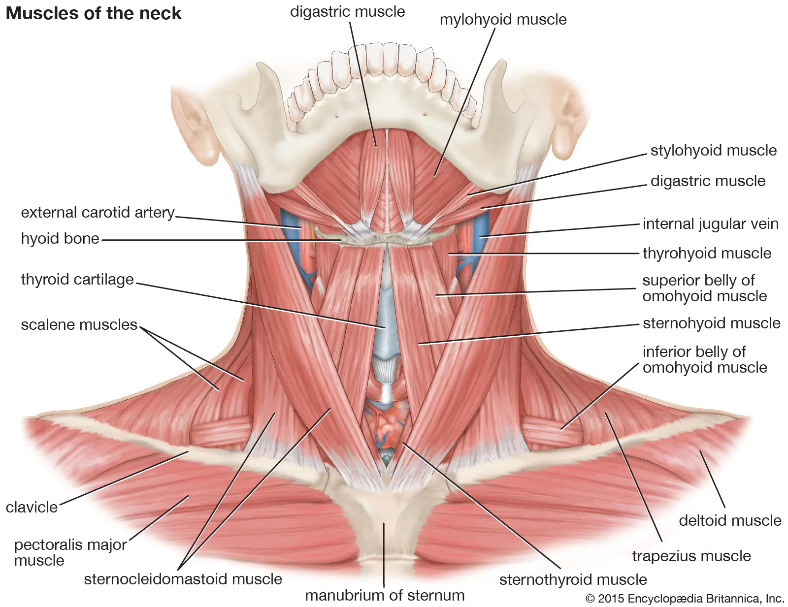 neck muscle